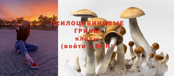 прущие грибы Ельня